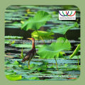 free sample ! edible KOSHER , HALAL , ISO certificates bulk organic lotus leaf extract